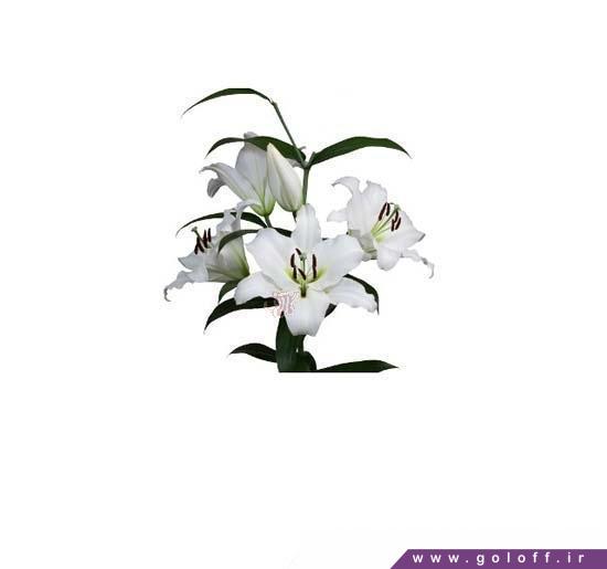 گل لیلیوم اورینتال می تایم - Lilium Oriental | گل آف